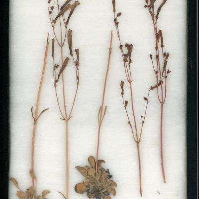 Plant Specimen, Mounted