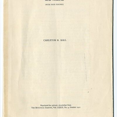 Notes on Willows of Sections Pentandrae and Nigrae