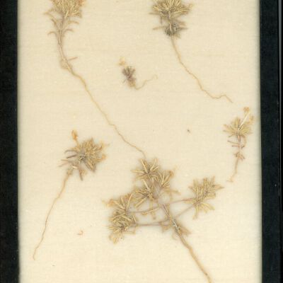 Plant Specimen, Mounted