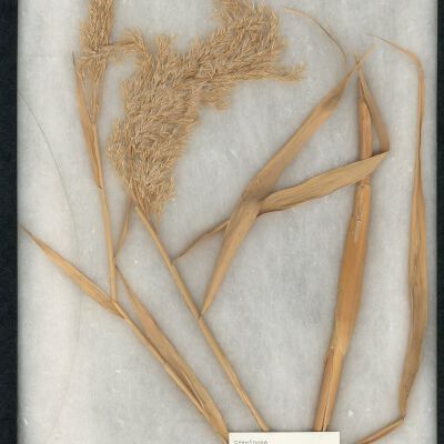 Plant Specimen, Mounted