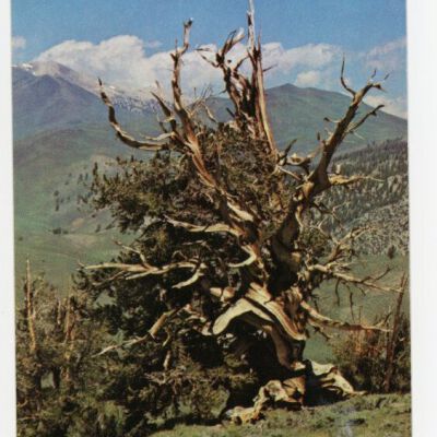 Postcard