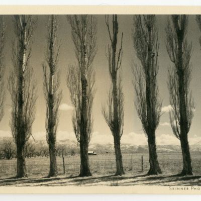 Print, Photographic