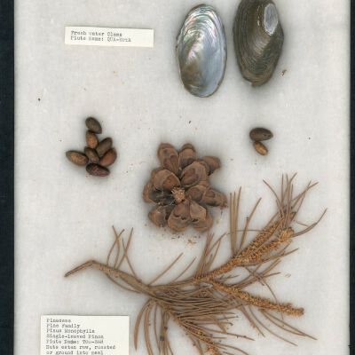 Plant Specimen, Mounted