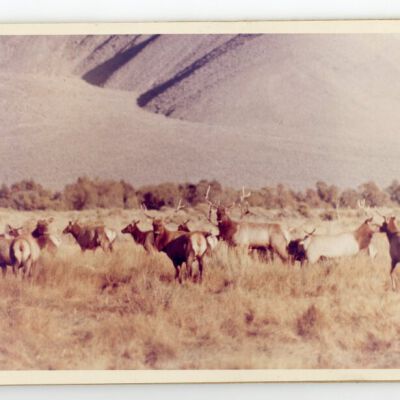 Print, Photographic