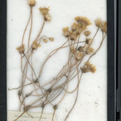 Plant Specimen, Mounted