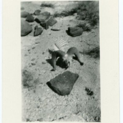 Print, Photographic