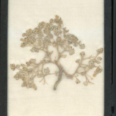 Plant Specimen, Mounted