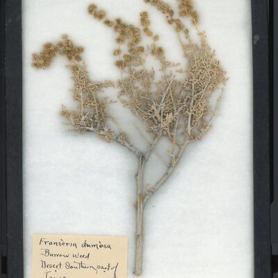 Plant Specimen, Mounted