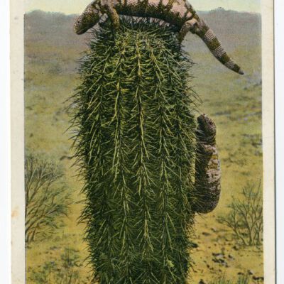Gila Monsters and Barrel Cactus