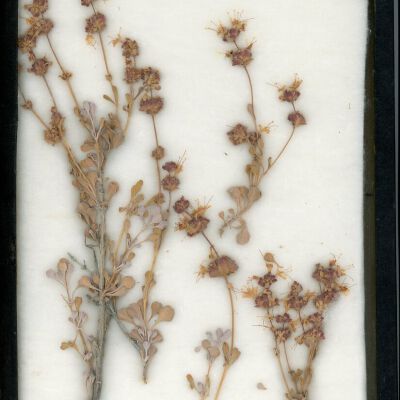 Plant Specimen, Mounted