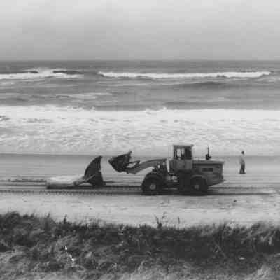 Cleanup of a beached Fin whale that died giving birth, undated | George Larsen Photograph Collection, Montauk Library Archives