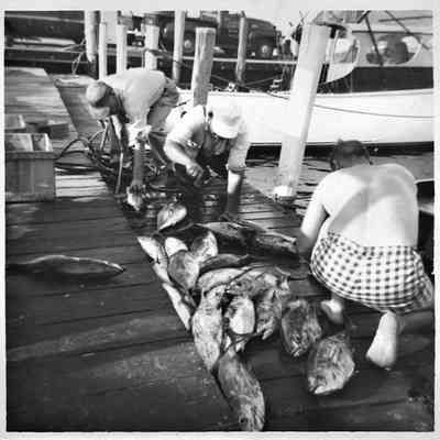 Cleaning catch a the docks, 1953 | Teresa Harrington Sarno Photograph Collection, Montauk Library Archives