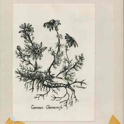 Montauk Cooks with Friends Illustrations by Barbara Friedman