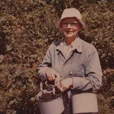 Dorothy Brandes Conway picking blackberries, 1960s