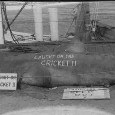 3500 lb shark caught on the Cricket II | Montauk Library Archives