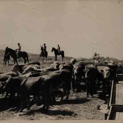 Cattle round up at Deep Hollow Ranch, 1947