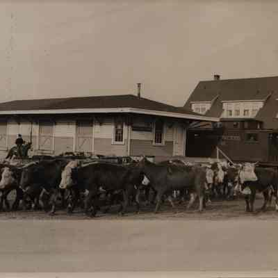 Cattle drive from Montauk rail road station, 1947