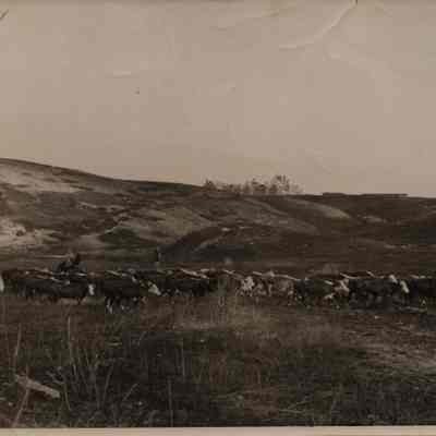 Cattle drive at Montauk, 1947-1948