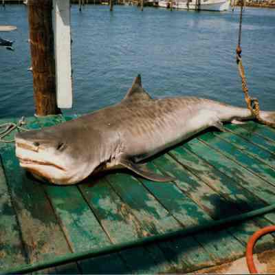 Shark Tournament, undated, circa 1990s |  | Carl Darenberg, Sr. Collection, Montauk Library Archives