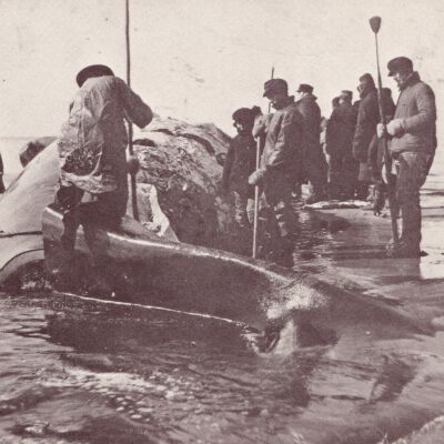 Postcard of one of the last Right Whales taken by South Fork's offshore Whalers, its skeleton hung at the American Museum of Natural History, East Hampton Star Archives Postcards | Robert G. Lamparter Postcard Collection, Montauk Library Archives