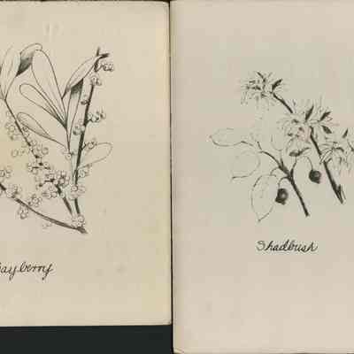 Illustrations for the Montauk Village Association's publication The Salty Thumb, drawings by Nancy Sears | Harry and Phyllis Clemenz Collection, Montauk Library Archives