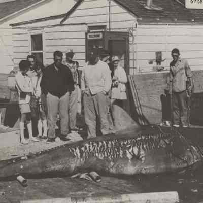 Mundus Shark, Gosman's Bait & Tackle, 1962/1963