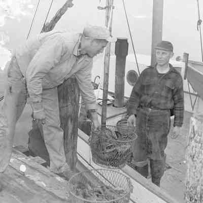 Unloading lobsters from a boat, Montauk, NY