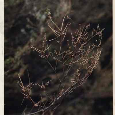A photo view of some twigs. 2/31/1991