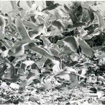A photo of birds at Brunswick Dump. 1989.