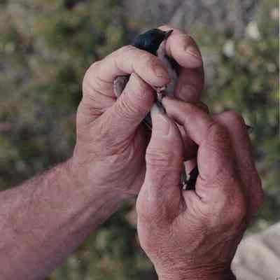 A photo view of Tom Morse banding a bird.