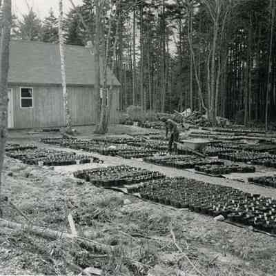 A photo of the garden beds at Rocky Hill Greenhouses. c. 1992.