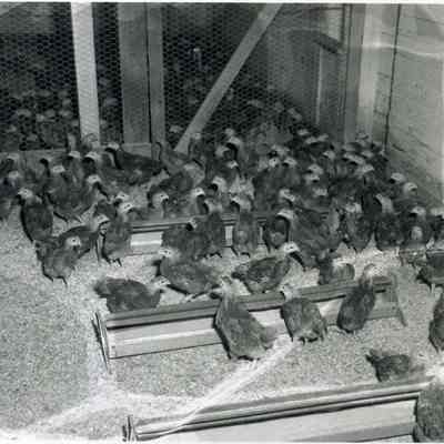 A photo of chickens at Coleman Farms.