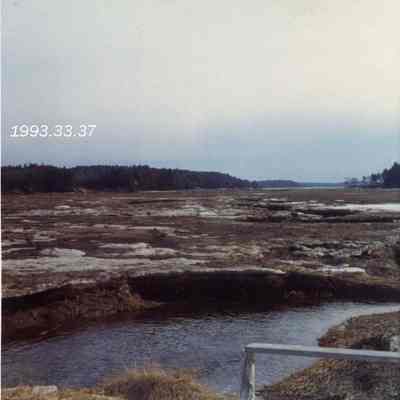 A photo of the Adams Road Marsh. 3/1973