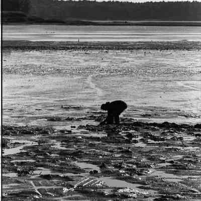 A photo view of a man digging clams. 9/30/1988.