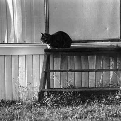 A cat on the door step.