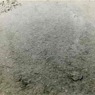 Quahog Replanting
