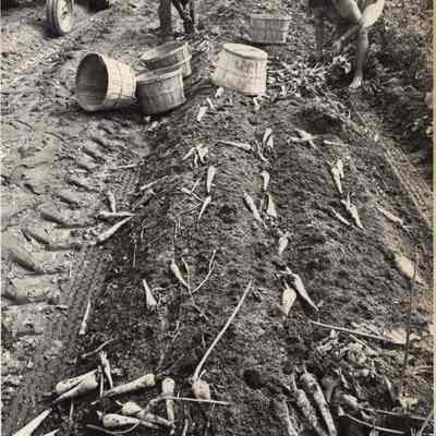 A photo view of two people picking up parsnips. 9/11/1992.