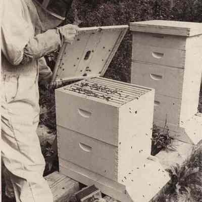 A photo view of Jim Clayman opening a bee hive. 9/14/1981