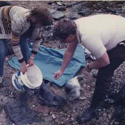 A photo view of a couple helping some baby seals. 5/30/1990.