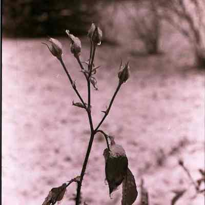 A photo view of an ice rose. 12/4/1984.