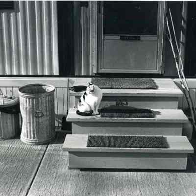 A cat on a door step.