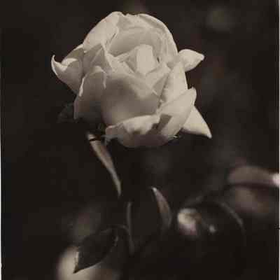 A photo view of a rose. 7/11/1977.