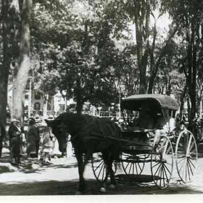 Horse and Carriage at the Brunswick Bicentennial Parade