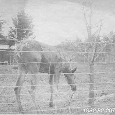 A photo of a female moose.
