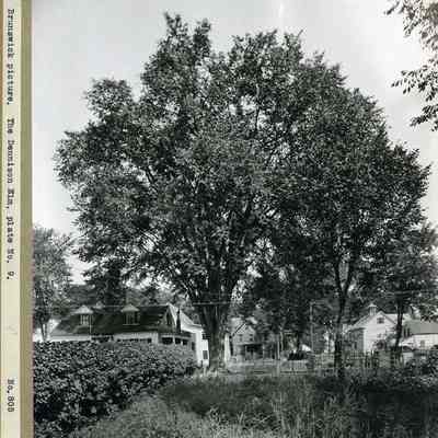 Dennison Elm