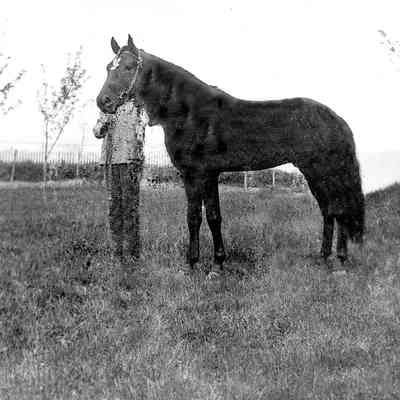 Unknown Man Holding Horse's Bridle