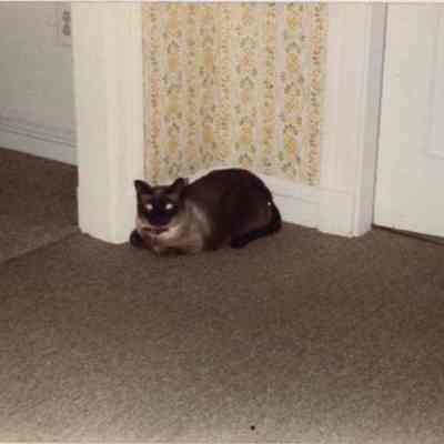 Steven's Home Cat