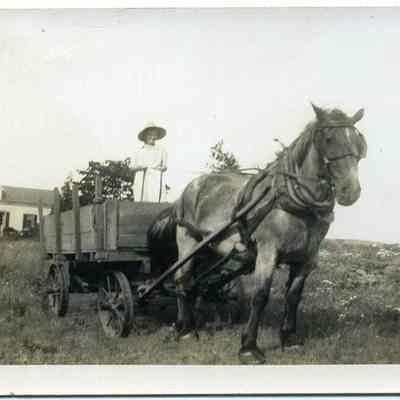 Wagon Hauled by "Dick" the Horse
