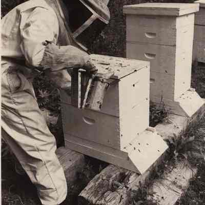 A photo view of smoking of bees. 9/14/1981.