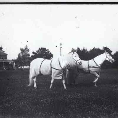 Jumping Horses at Merrymeeting Park